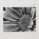 Search for dew postcards Flower