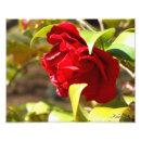 Search for camelia Flower