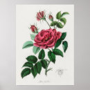 Search for flower illustration posters Floral