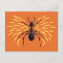 Search for entomology postcards Insect