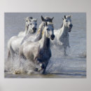 Search for animal crossing posters Horse
