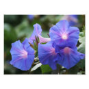 Search for glory art Blossoms