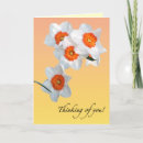 Search for daffodil birthday cards Narcissus