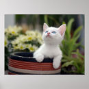 Search for turkish art Kitten