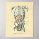 Search for torso posters Anatomy