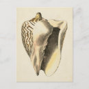 Search for conchs postcards Conch shell