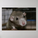 Search for rat art Animal