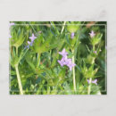 Search for tiny postcards Purple