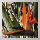 Search for regina posters Bird of paradise