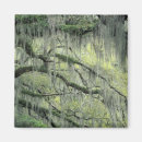 Search for oak tree magnets Georgia