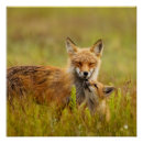 Search for momma posters Wildlife