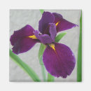 Search for purple iris magnets Irises