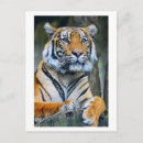 Search for tigers photography Wild animals