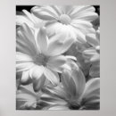 Search for hollands posters Black