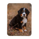 Search for bernese mountain magnets Puppy