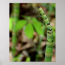 Search for bamboo posters China
