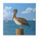 Search for pelican tiles Sea