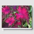Search for coleus Leaves