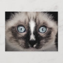 Search for blue cat postcards Baby animal