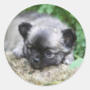 Search for long hair chihuahua stickers Headshot