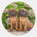 Search for bavarian stickers Cute