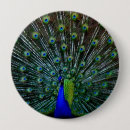 Search for peafowl badges Blue