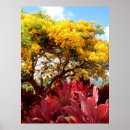 Search for poinciana posters Hawaii