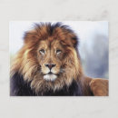 Search for digital animals postcards Safari