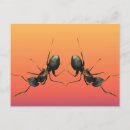 Search for ant postcards Insects