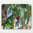 Search for growing mousepads Tropics