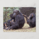 Search for tanzania postcards National park