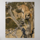 Search for puma concolor Predator