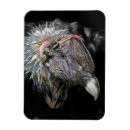 Search for vulture magnets Feathers