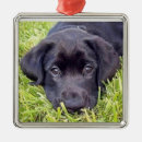 Search for easter christmas tree decorations Puppy