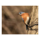 Search for bluebird art Wildlife
