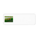 Search for red fox return address labels Foxes