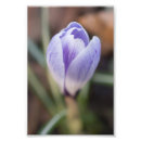 Search for purple crocus art Flower