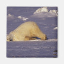 Search for manitoba magnets Bear