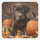 Search for chocolate lab puppy stickers Cute