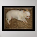 Search for chihuahuas posters Dog