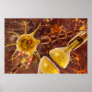 Search for neuron posters Cell