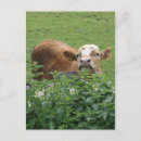 Search for sting postcards Animal