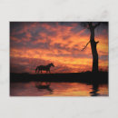 Search for horse sunset postcards Nature
