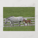 Search for thoroughbred postcards Animal