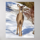 Search for white tailed deer posters Doe