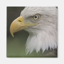 Search for haliaeetus magnets Wildlife
