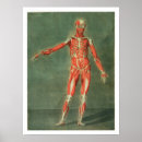 Search for muscularity posters Medical