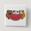 Search for guinea pigs badges Rodent