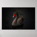 Search for black swan posters Animals