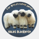 Search for valais stickers Valais blacknose sheep